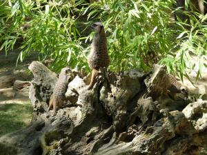 Suricate