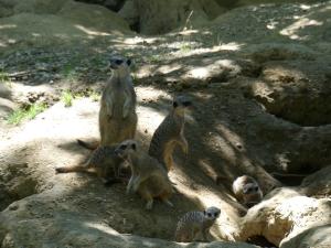 Suricate