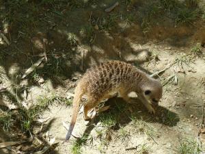 Suricate