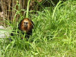 Tamarin-lion à tête dorée
