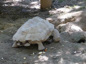 Tortue sillonnée