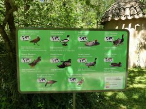 Canards