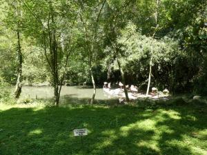 Flamant rose