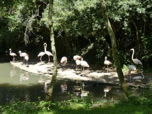 Flamant rose