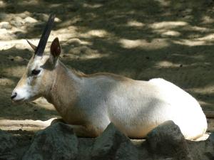 Oryx algazelle