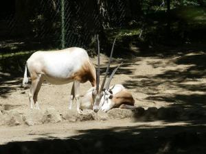 Oryx algazelle