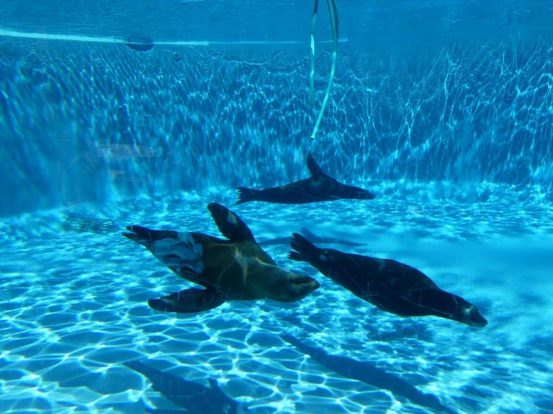 Otarie de Californie