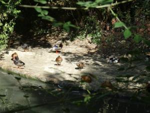 Plan d'eau