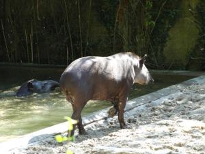 Tapir terrestre