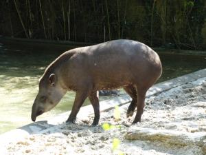 Tapir terrestre