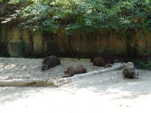 Tapir terrestre
