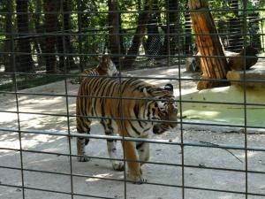 Tigre de Sibérie
