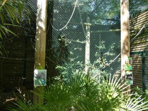 Saki - Tamarin - Agouti