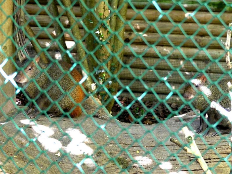 Agouti doré