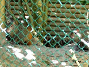 Agouti doré