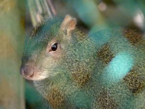 Agouti doré