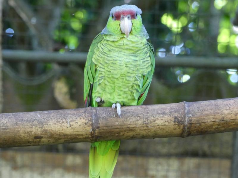 Amazone à couronne lilas