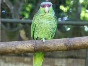 Amazone à couronne lilas