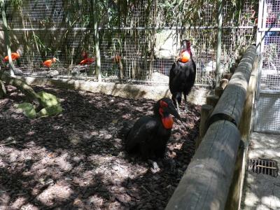 Bucorve du Sud - 2019