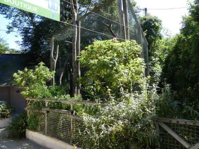 Capucin à gorge blanche - 2019