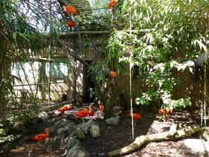 Ibis rouge