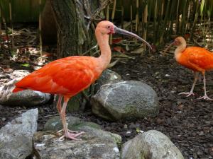 Ibis rouge