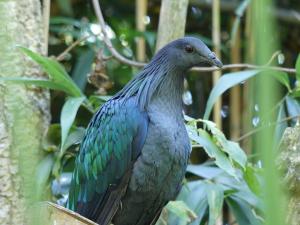 Pigeon de Nicobar