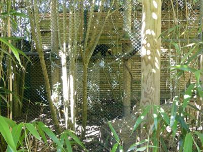 Saki à face blanche - 2019