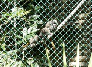 Tamarin empereur