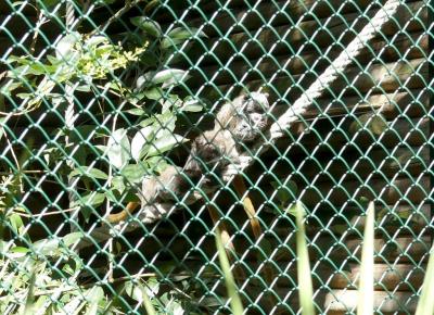 Tamarin empereur - 2019