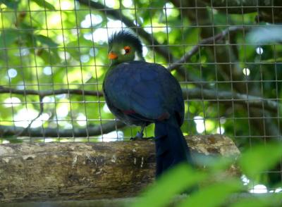 Touraco à joues blanches - 2019