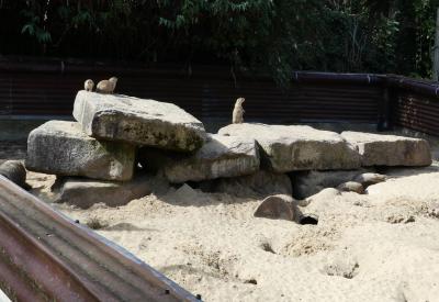 Chien de prairie - 2019