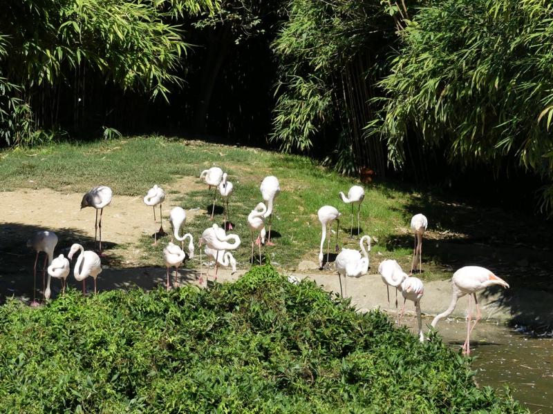 Flamant rose