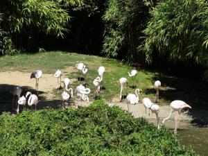 Flamant rose