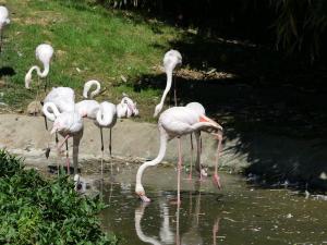 Flamant rose