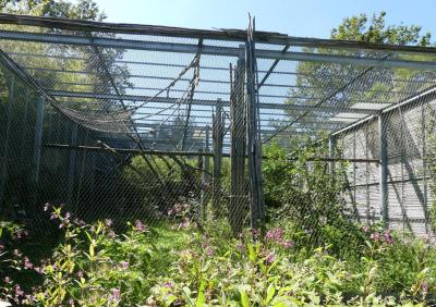 Gibbon à bonnet - 2019