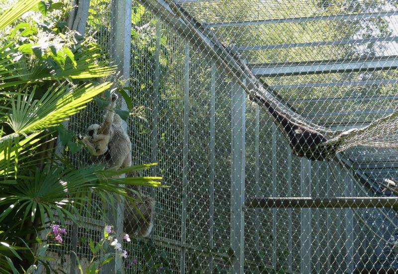 Gibbon à bonnet