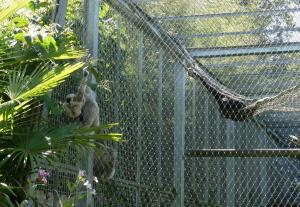 Gibbon à bonnet