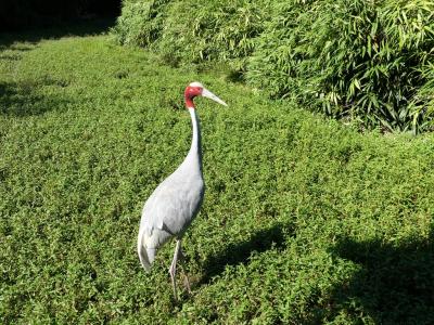 Grue antigone - 2019