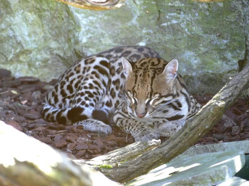 Ocelot