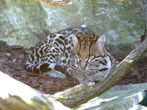 Ocelot