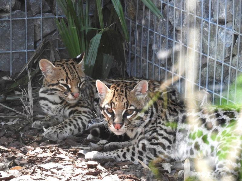 Ocelot