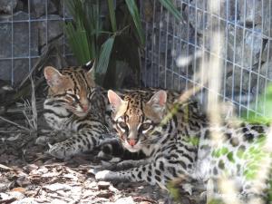 Ocelot