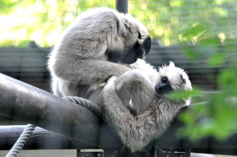 Gibbon à bonnet