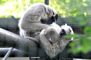 Gibbon à bonnet