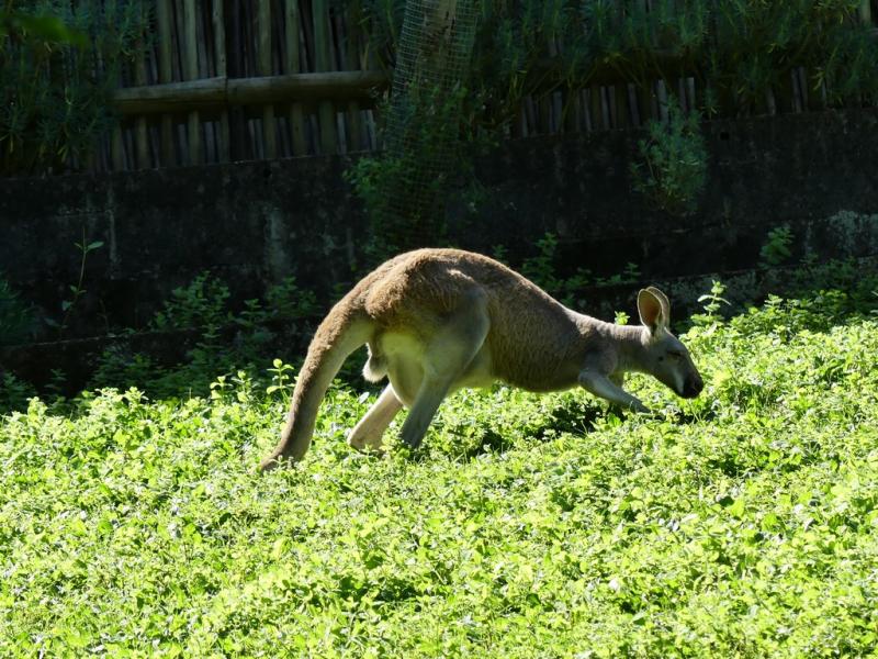 Kangourou roux