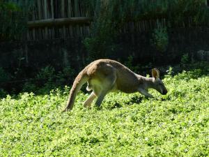 Kangourou roux