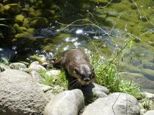 Loutre naine d'Asie