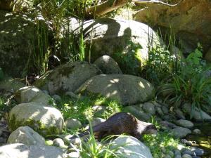 Loutre naine d'Asie