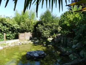 Loutre naine d'Asie